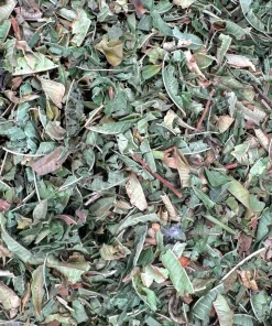 Verveine citronnée